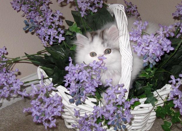 Hide n' Seek: Submitted by Elizabeth M. "This is my ... Hide n' Seek: Submitted by Elizabeth M. "This is my ...